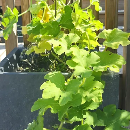 Kopernik & Freyia Διαμέρισμα